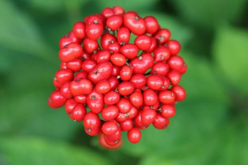 人參果不是人參的果實，別再傻傻分不清楚啦！